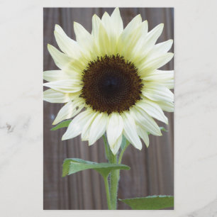White sunflower against a weathered fence stationery