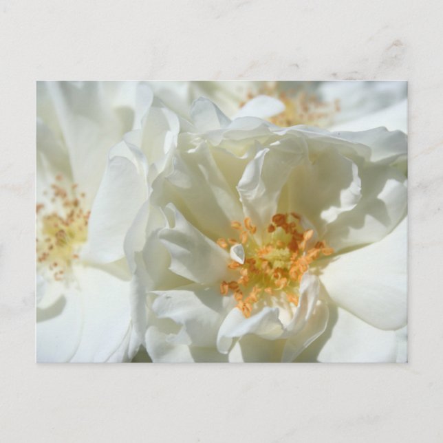 White sunny Roses Postcard (Front)