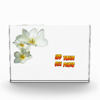 White Sunny Tulip Flowers Cust. Photo Block