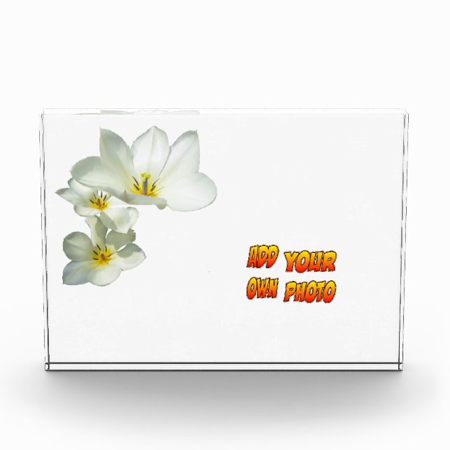 White Sunny Tulip Flowers Cust. Photo Block (Front)