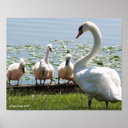 White Swan and Babies Poster
