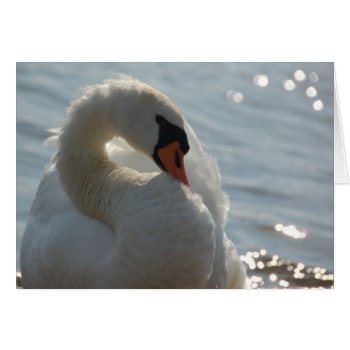 White Swan Card by pulsDesign at Zazzle