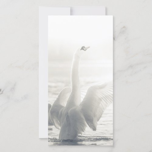 White Swan Card