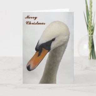 White Swan Christmas Card