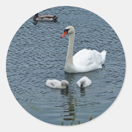 White Swan Cygnets Water Photo Classic Round Sticker