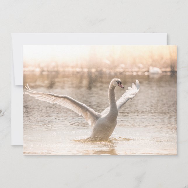 White Swan during Sunrise Card (Front)