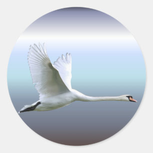 White Swan in Full Flight Classic Round Sticker