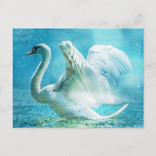 White swan in rain postcard