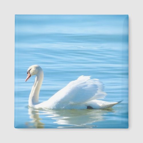 White Swan in the Lake Constance Magnet