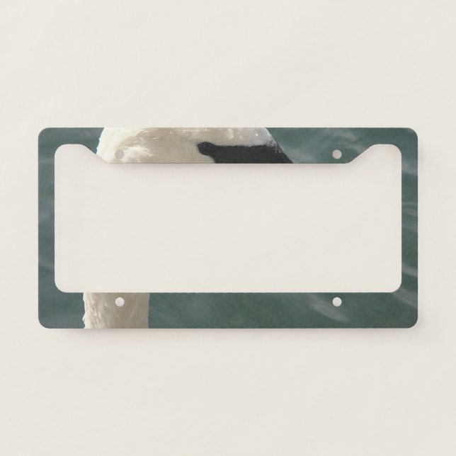 White swan is watching you license plate frame (Front)