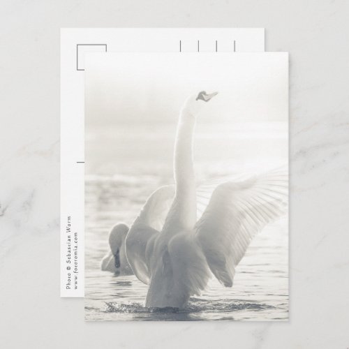 White Swan Nature Photo Postcard