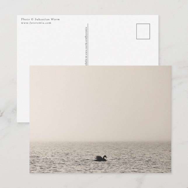 White Swan Nature Photo Postcard (Front/Back)