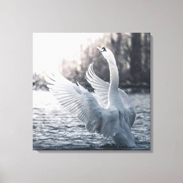 White Swan Nature Photograph Canvas Print (Front)
