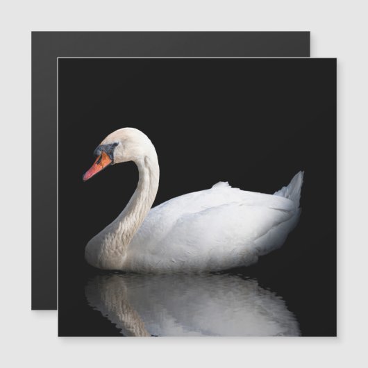 White swan on black (Front/Back)
