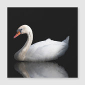 White swan on black (Front)