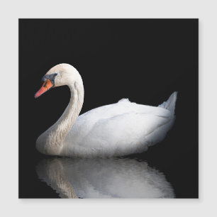 White swan on black