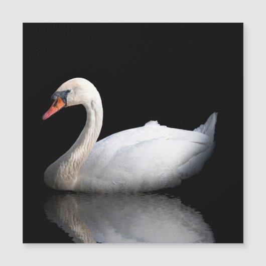 White swan on black (Front)