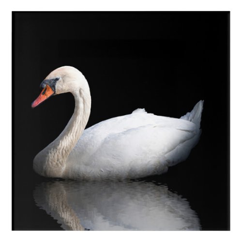 White swan on black acrylic print