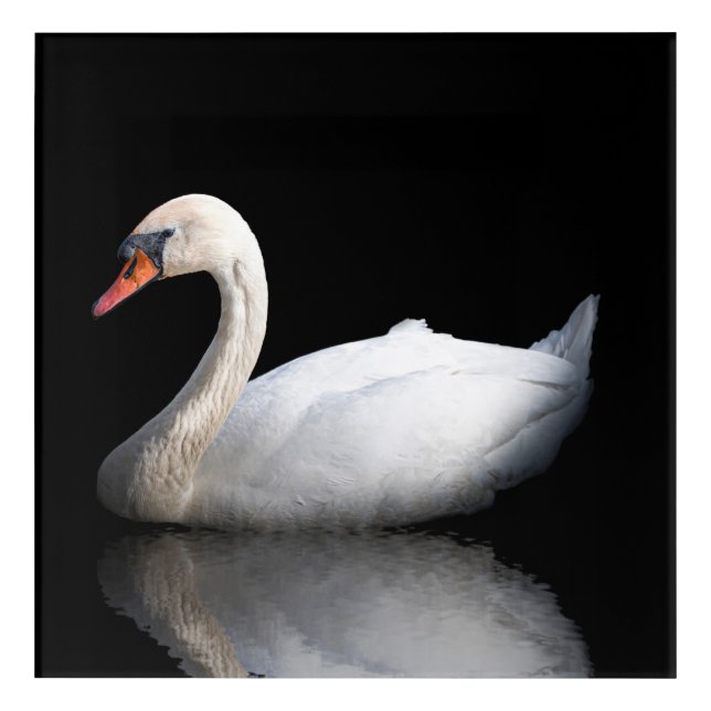 White swan on black acrylic print (Front)
