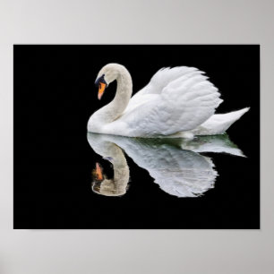 White swan on black background poster