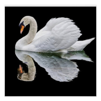 White swan on black background poster