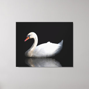 White swan on black canvas print