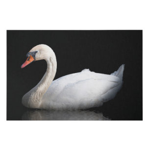White swan on black faux canvas print