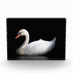 White swan on black photo block