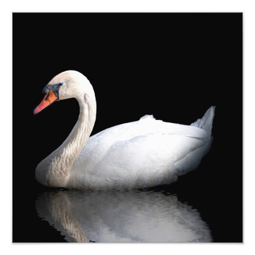 White swan on black photo print