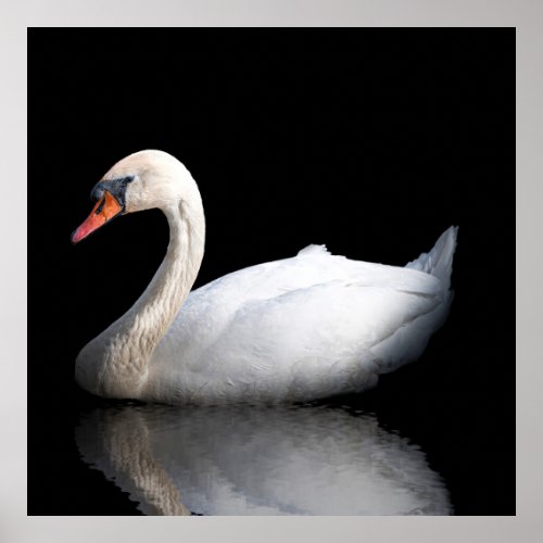 White swan on black poster