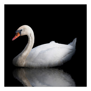 White swan on black poster