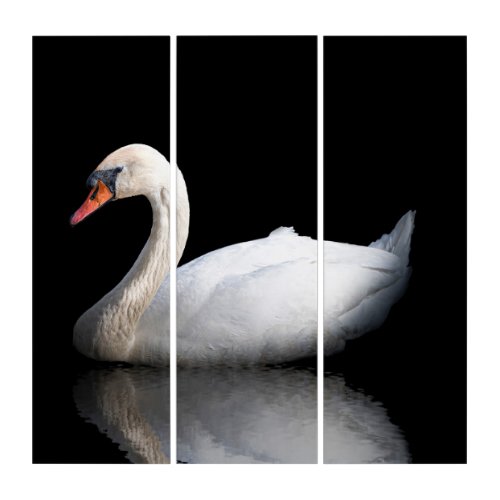 White swan on black triptych