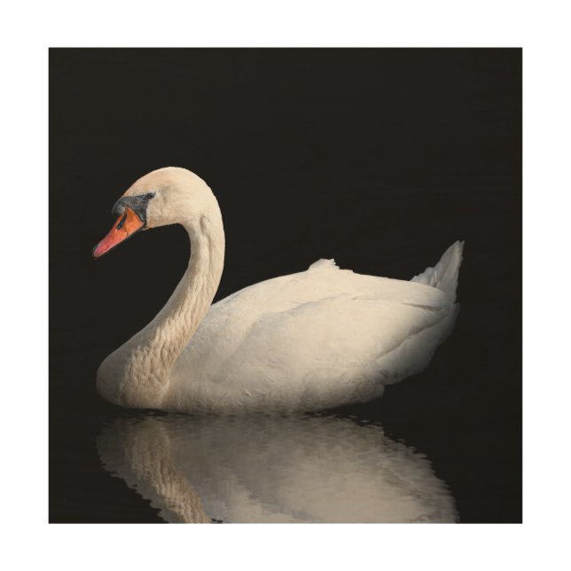White swan on black wood wall art (Front)