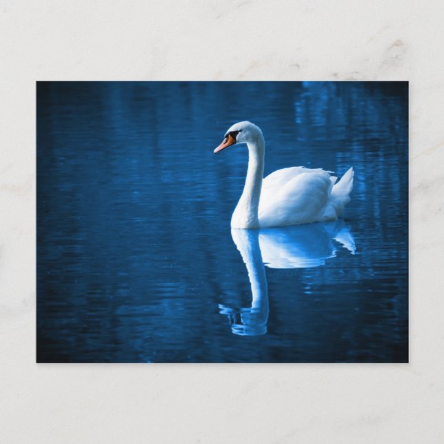 White Swan on Blue Waters Postcard (Front)