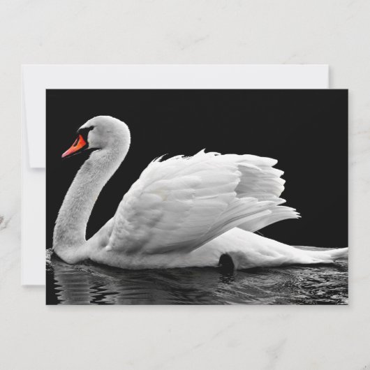 White Swan on Lake (Front)