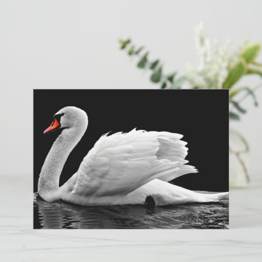 White Swan on Lake (Standing Front)