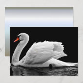 White Swan on Lake (Front/Back)