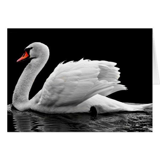 White Swan on Lake (Front Horizontal)