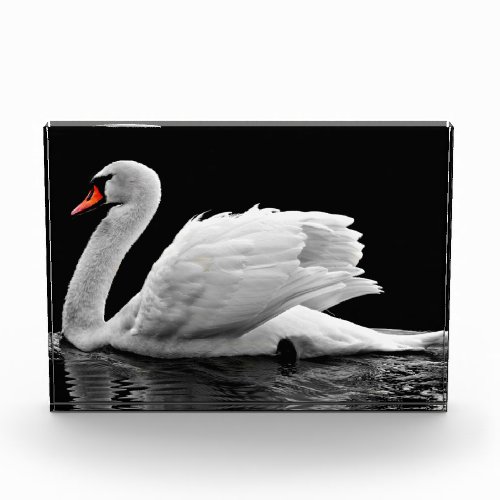 White Swan on Lake Photo Block