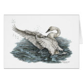 White Swan on Water (Front Horizontal)