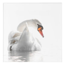 White Swan on Water