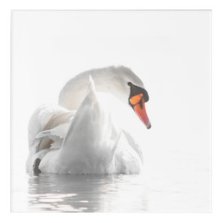White Swan on Water Acrylic Print