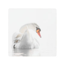White Swan on Water