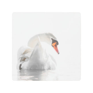 White Swan on Water Metal Print