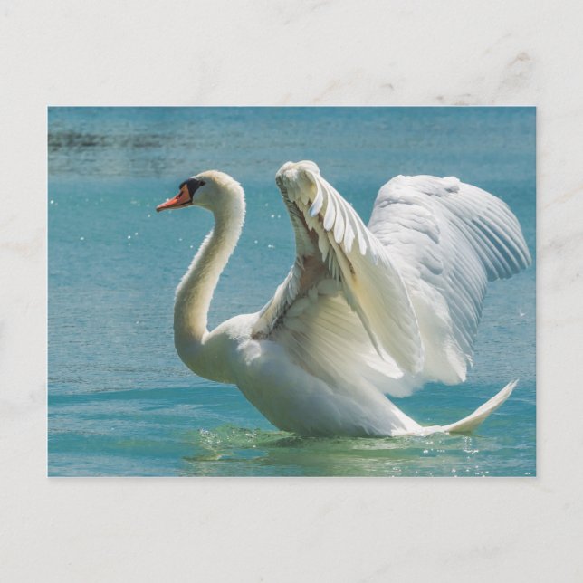 White Swan Postcard (Front)