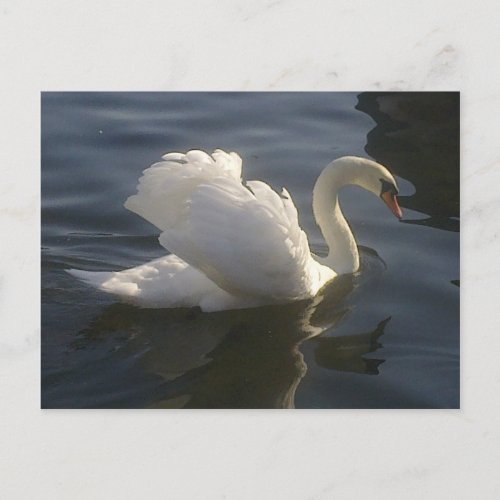 White Swan Postcard