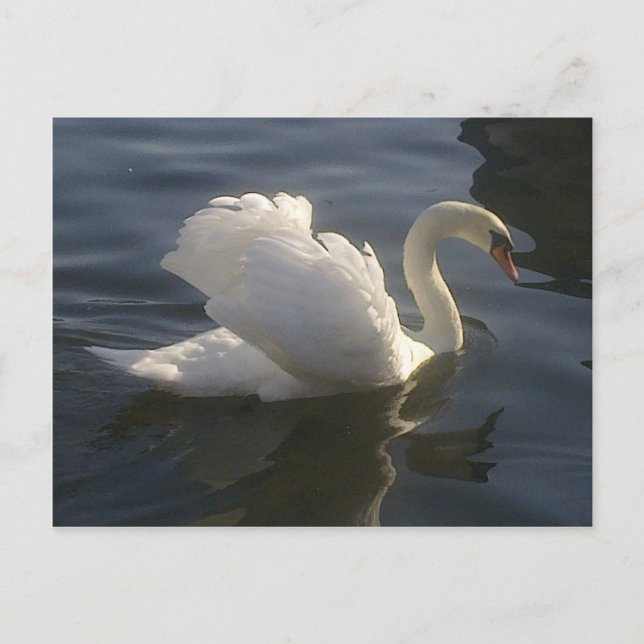 White Swan Postcard (Front)