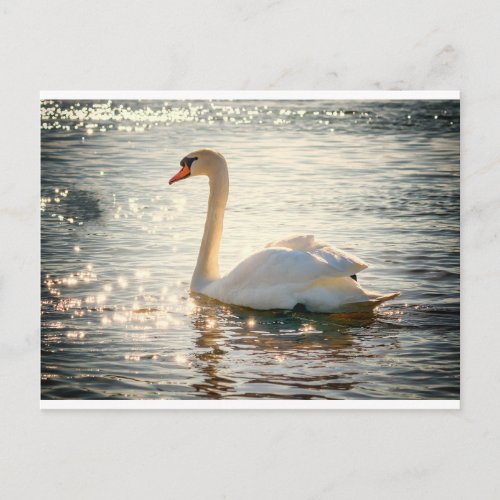 White Swan Postcard