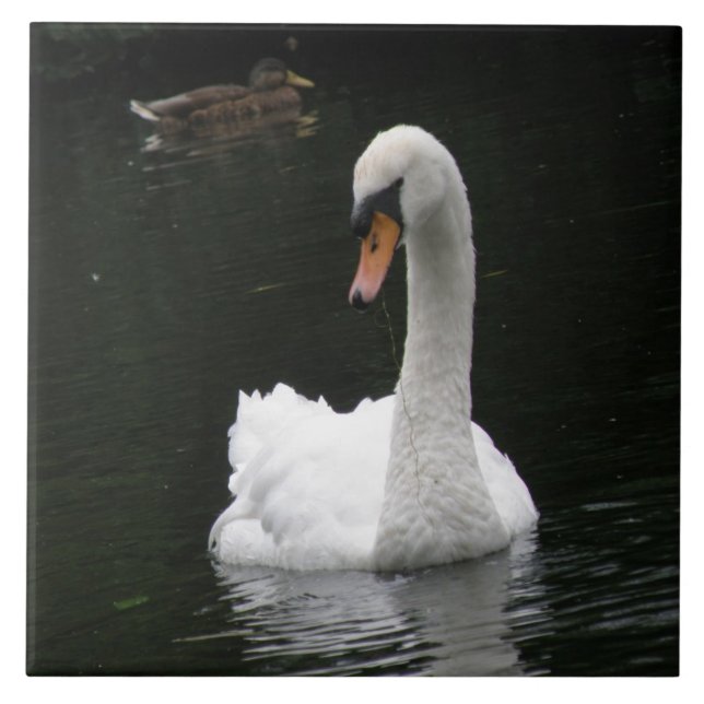 White Swan Tile (Front)
