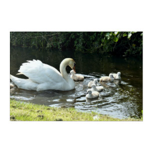 White Swan with Chicks Acrylic Print